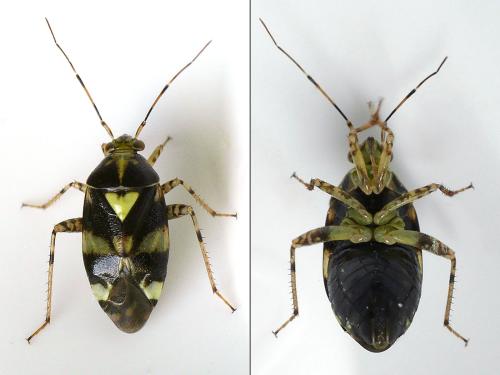 Lyocoris sp.
